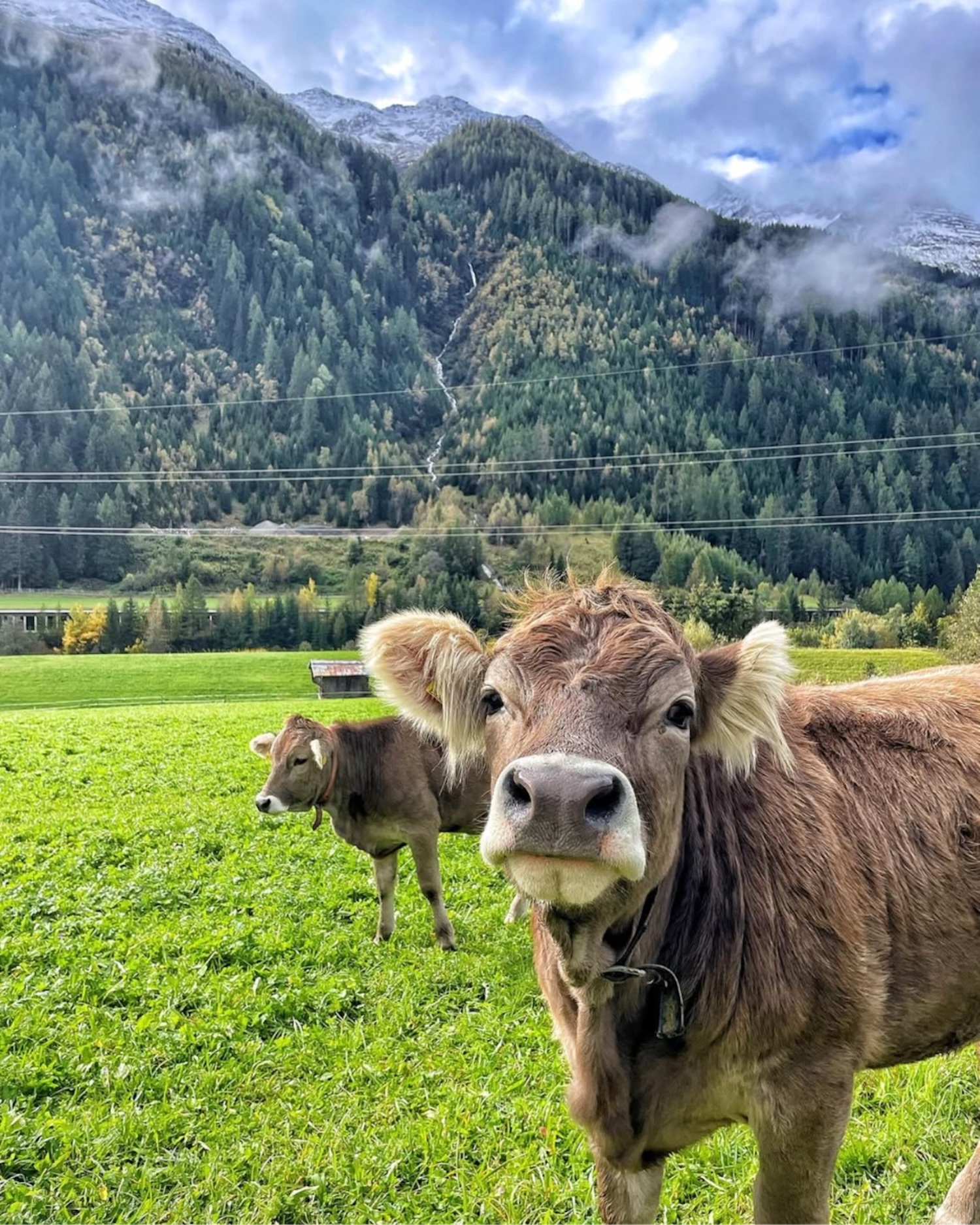 Unsere Tiere